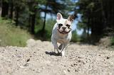 BOULEDOGUE FRANCAIS 057